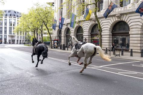 horses in london news